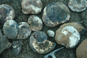 Ammonites (mainly Pachydiscus ultimus) in concretions 