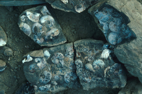 Maorites ammonites