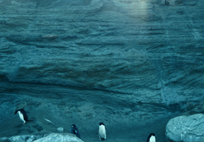 Sobral Formation and penguins.